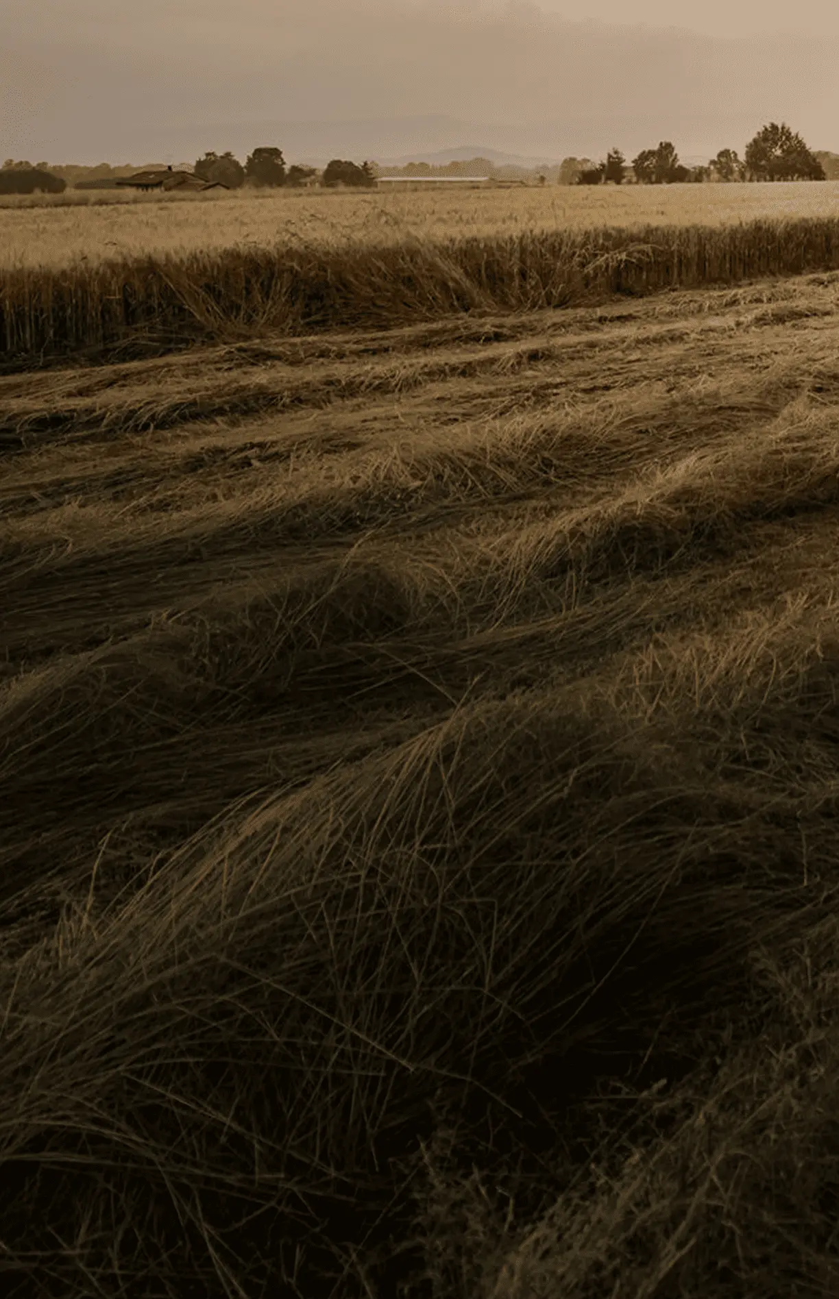 field with a mowed strip of grass