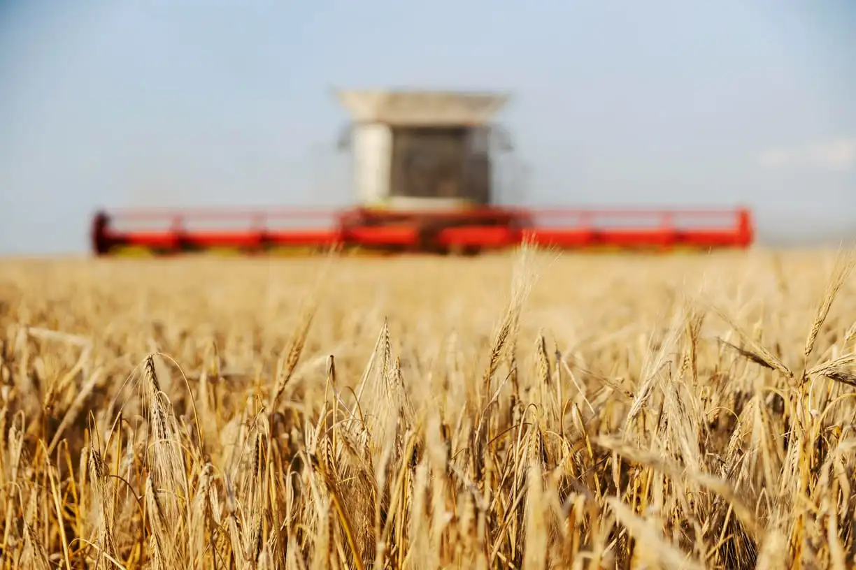 combine harvester in the middle of a wheat field